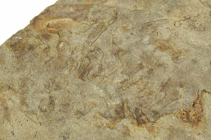 Cruziana (Fossil Trilobite Trackway) - Indiana #325676